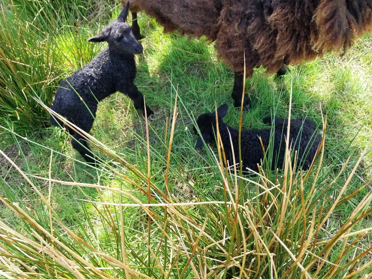 Billede 7 - Lam til salg i 6818