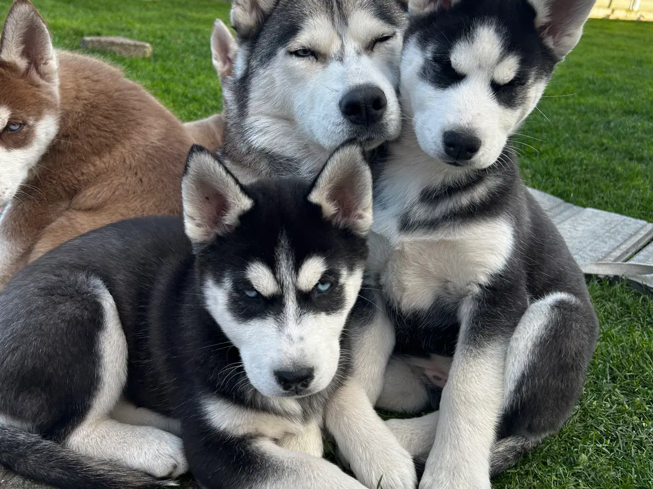 Billede 1 - 4 søde husky piger