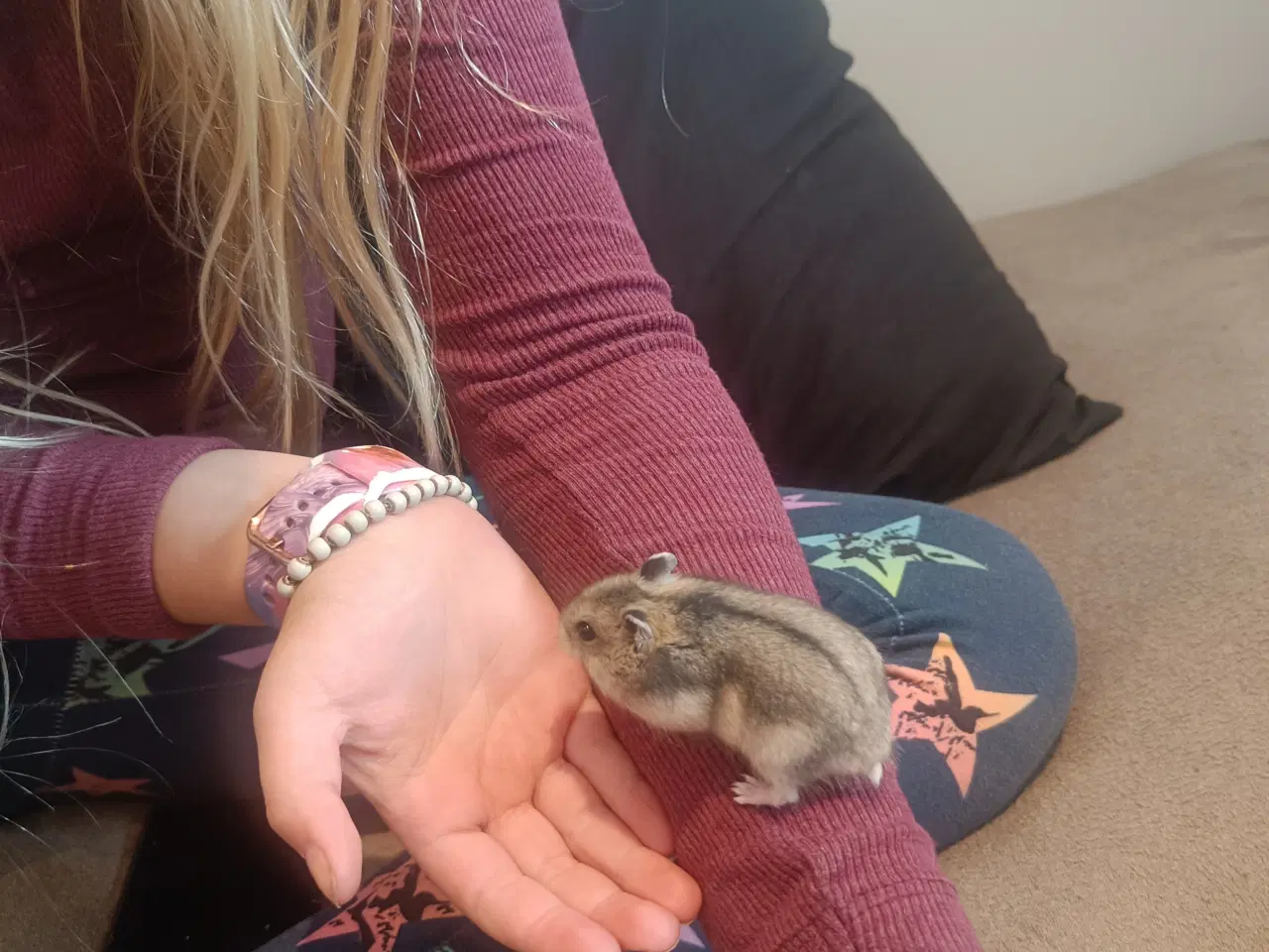 Billede 2 - Hamster, Campbell dværghamster. 5 uger