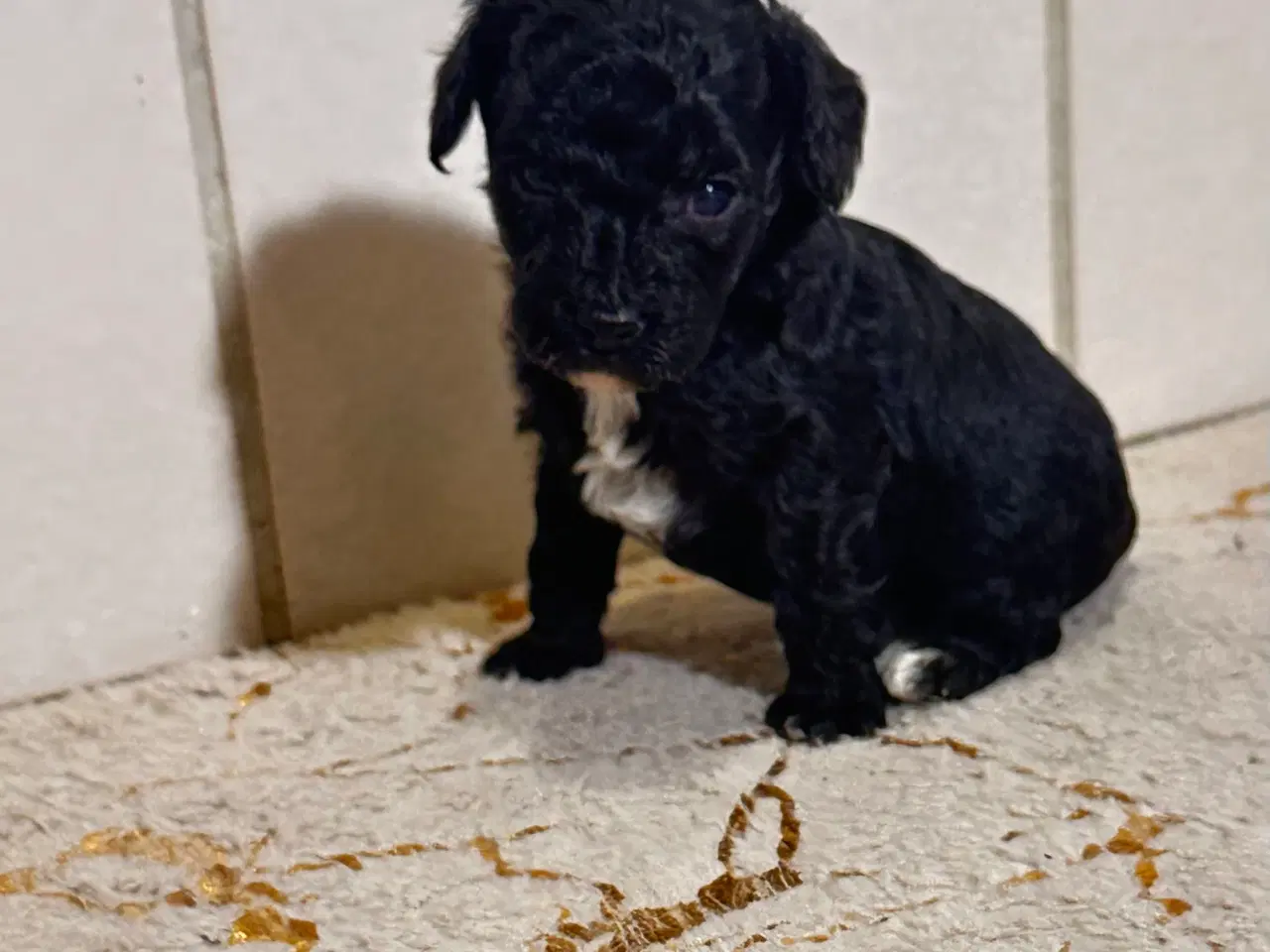 Billede 13 - Cavapoo F2B