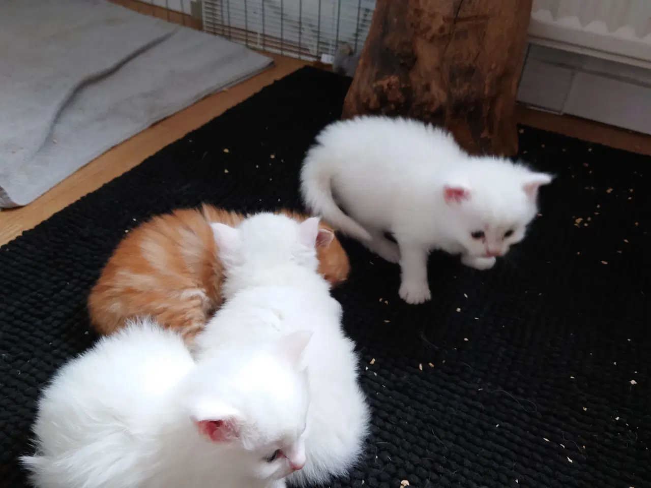 Billede 10 - Maine coon killinger Far med tavle