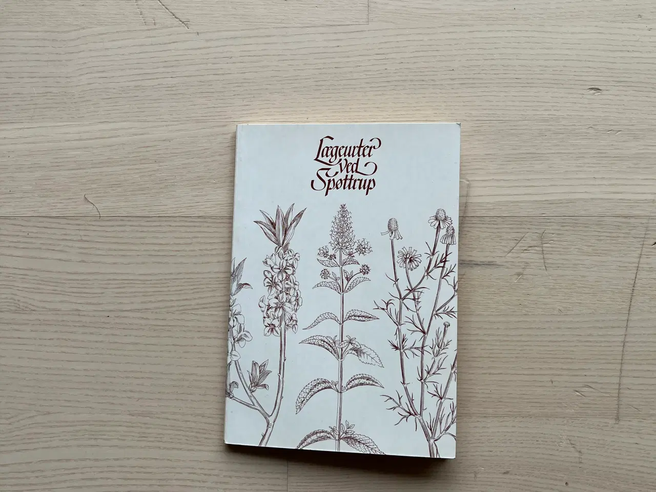 Billede 1 - Lægeurter ved Spøttrup -  af Lise Tillge