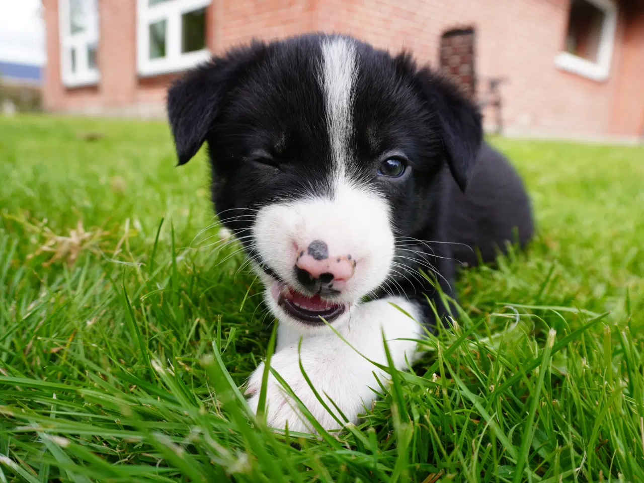 Billede 2 - Border Collie hvalpe