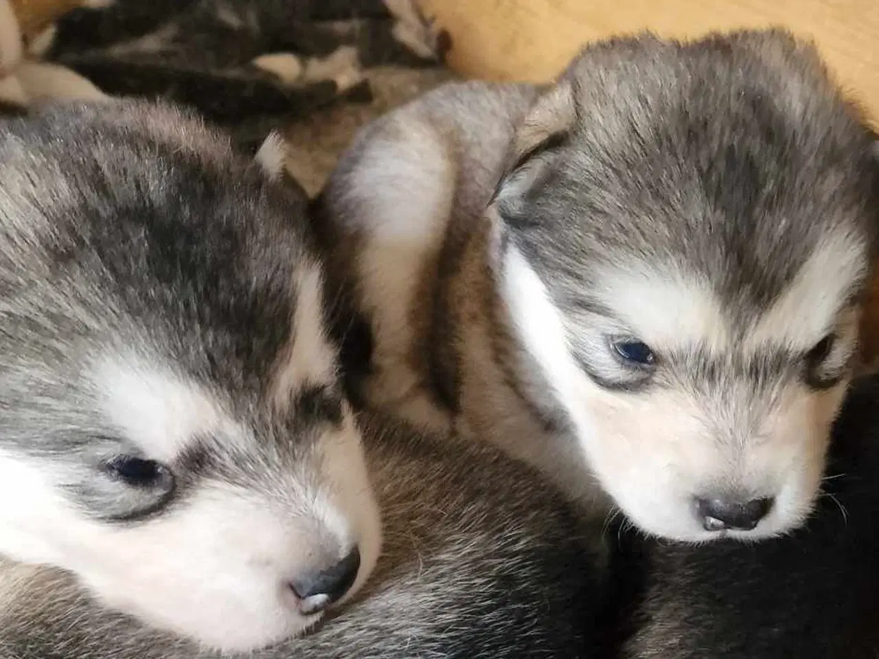 Billede 1 - Alaskan Malamute hvalpe til salg –smukke og sunde!