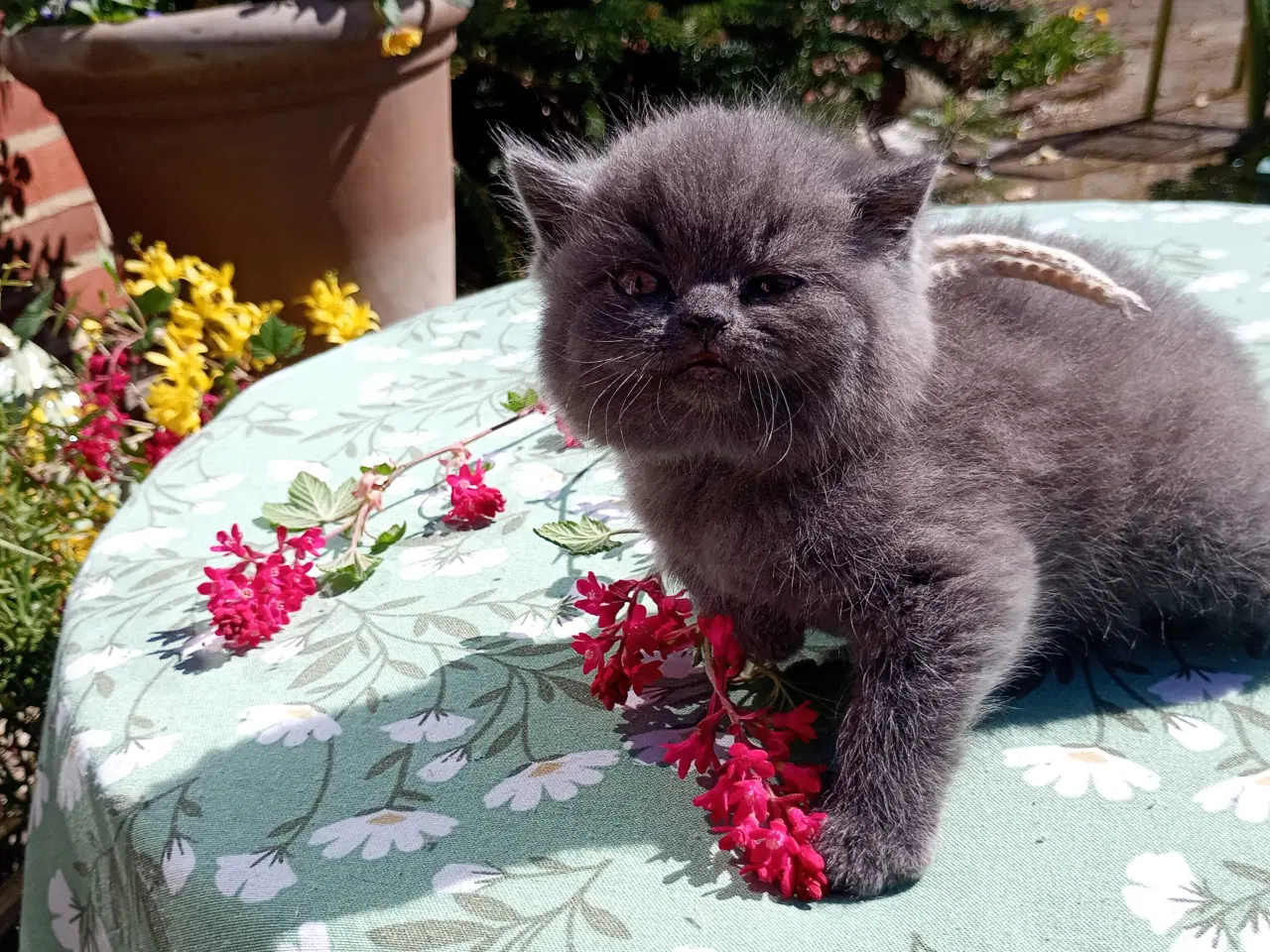 Billede 9 - British shorthair pige - RESERVERET