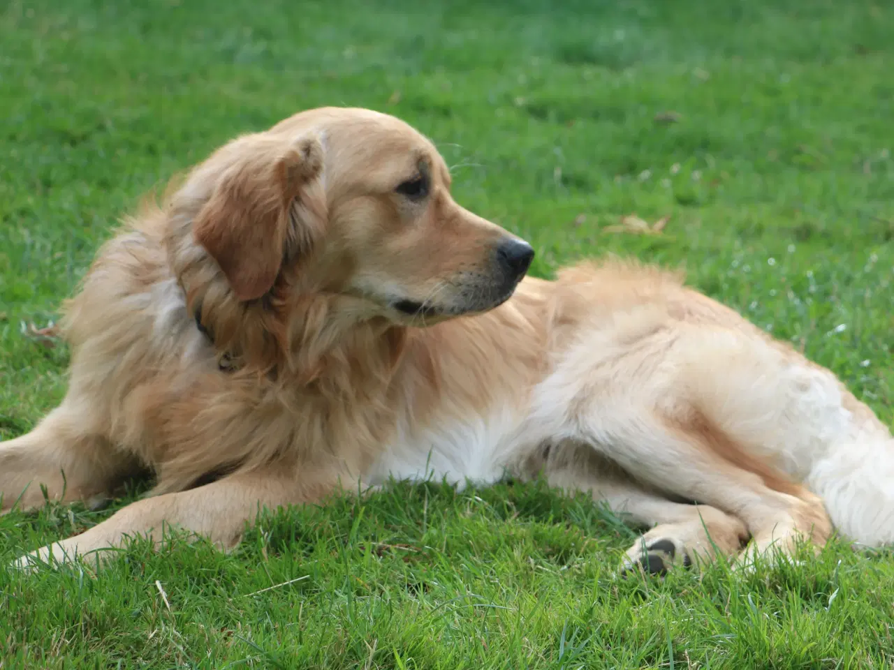 Billede 11 - Golden Retriever tilbydes til parring - Nyheder !
