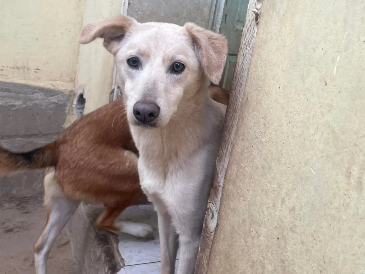 Billede 7 - Zitta søger familie. 