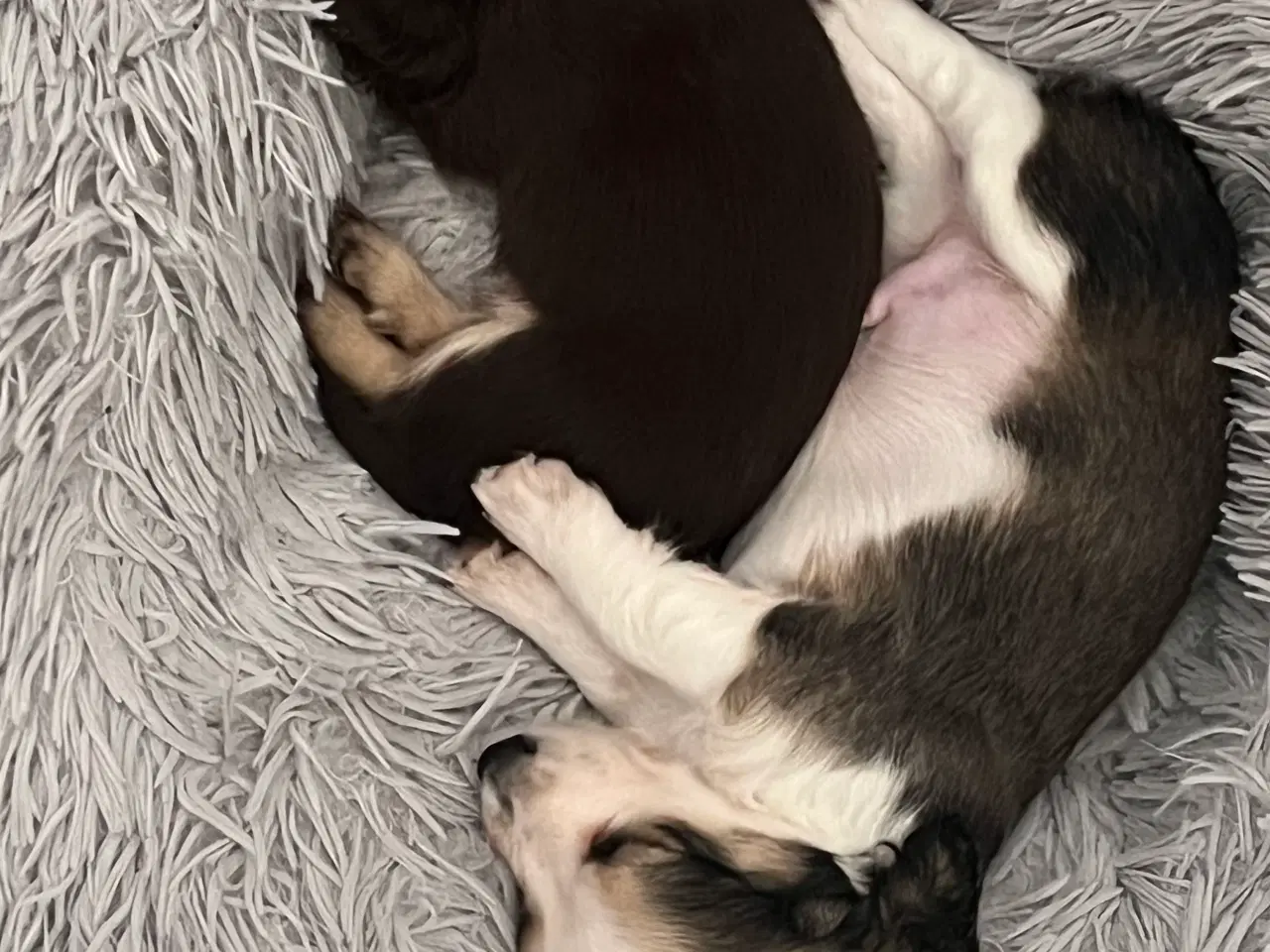 Billede 3 - Gravhund hvalpe langhåret dværg