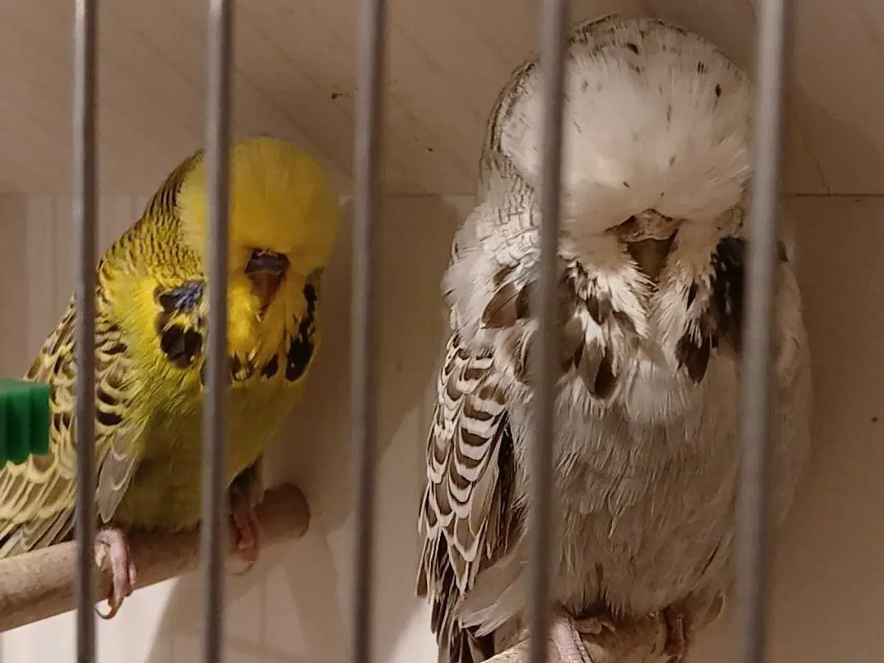 Billede 4 - 1 par Engelske undulater 