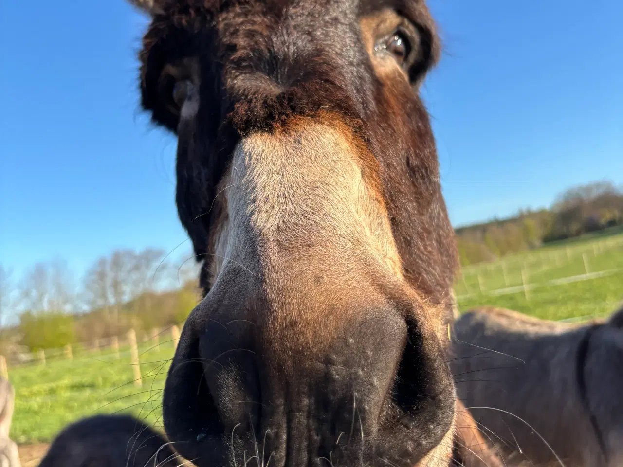 Billede 3 - Stor æsel med stamtavle