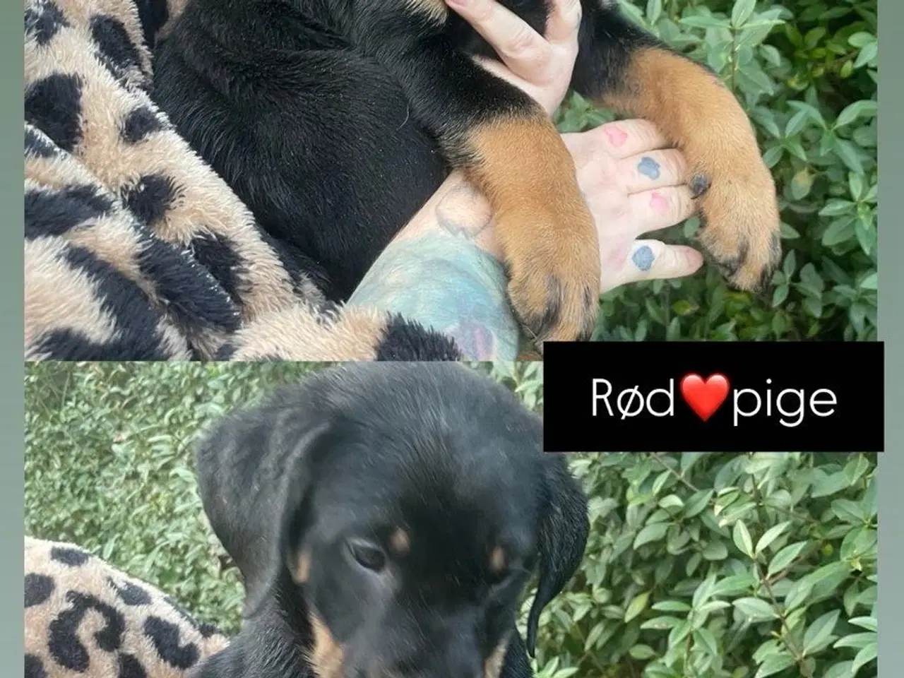 Billede 2 - Rottweiler blanding