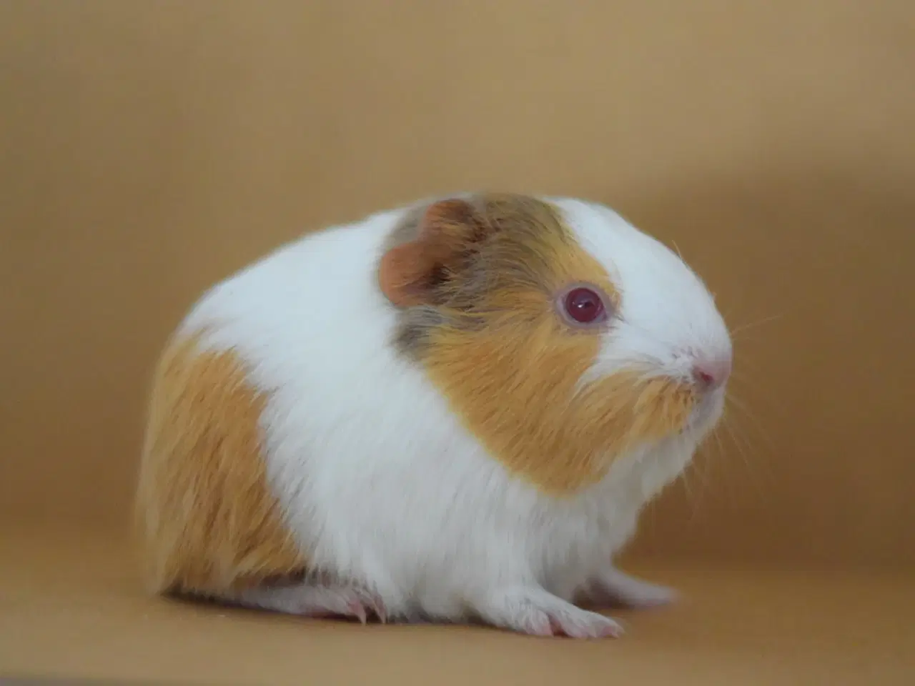 Billede 2 - Marsvin Sheltie