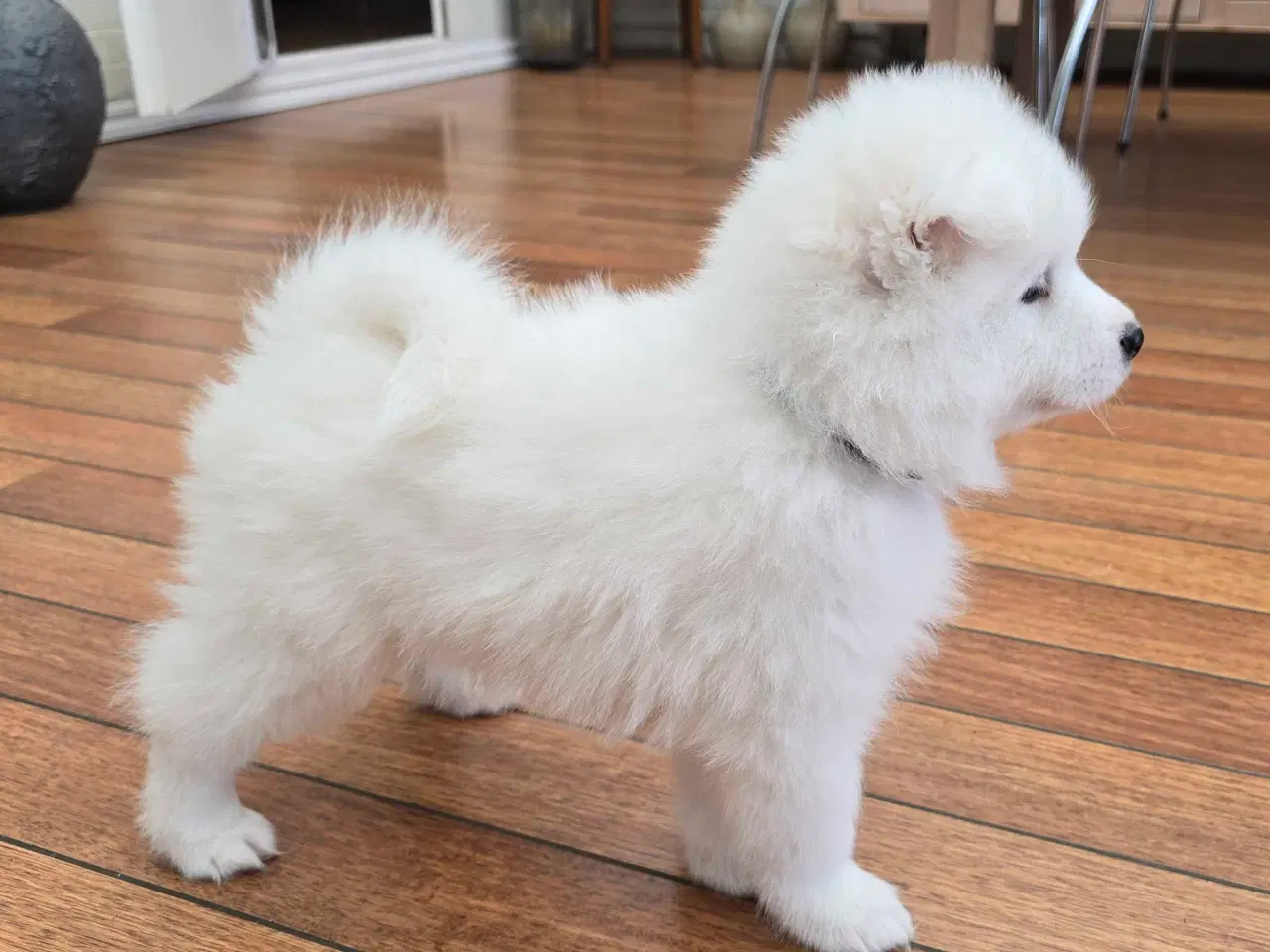 Billede 1 - Samojede hvalp