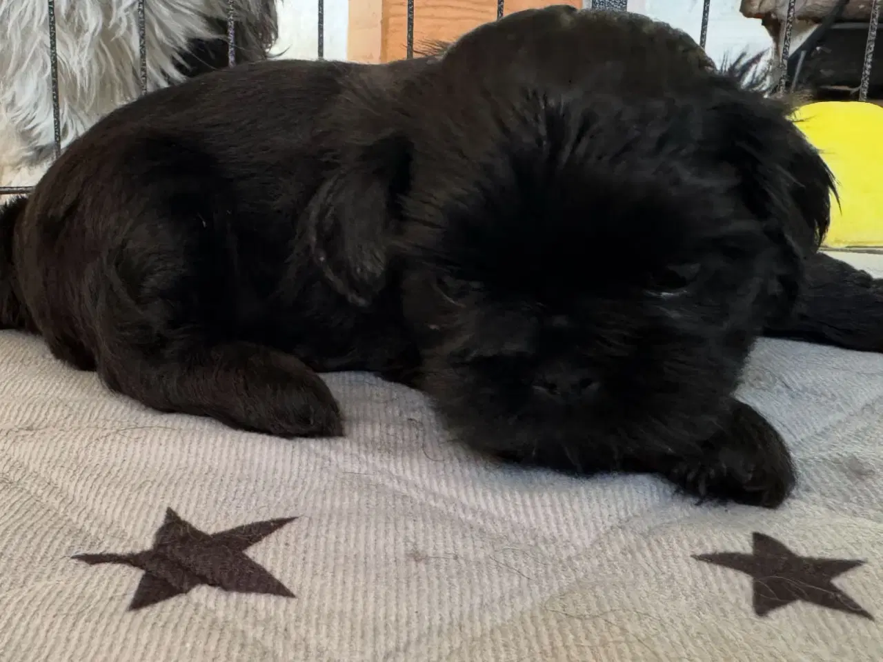 Billede 4 - Shih Tzu hvalpe 