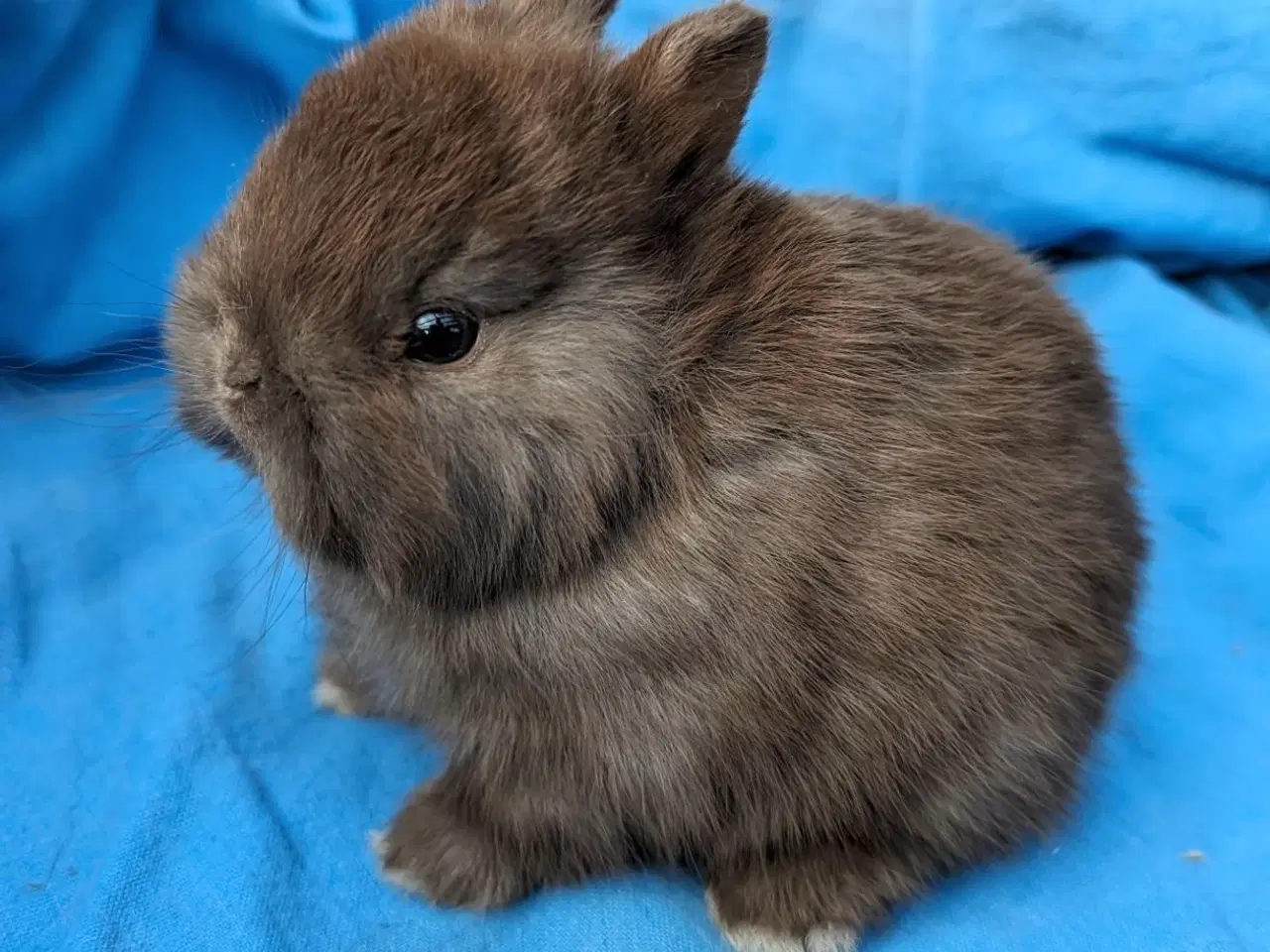 Billede 5 - Hermelin kaninunge 