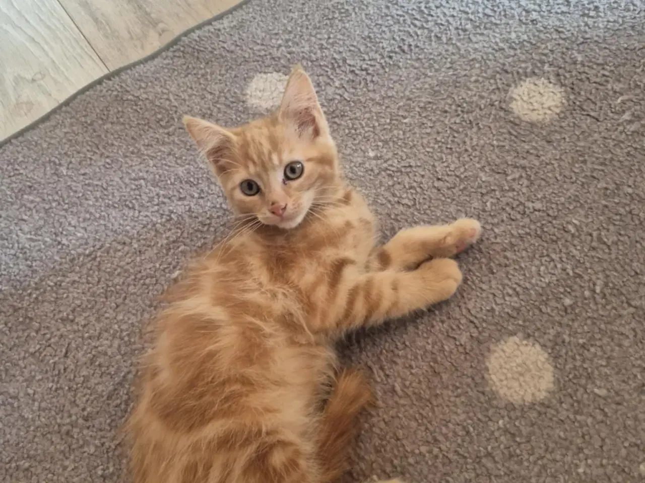 Billede 5 - Maine coon blanding 