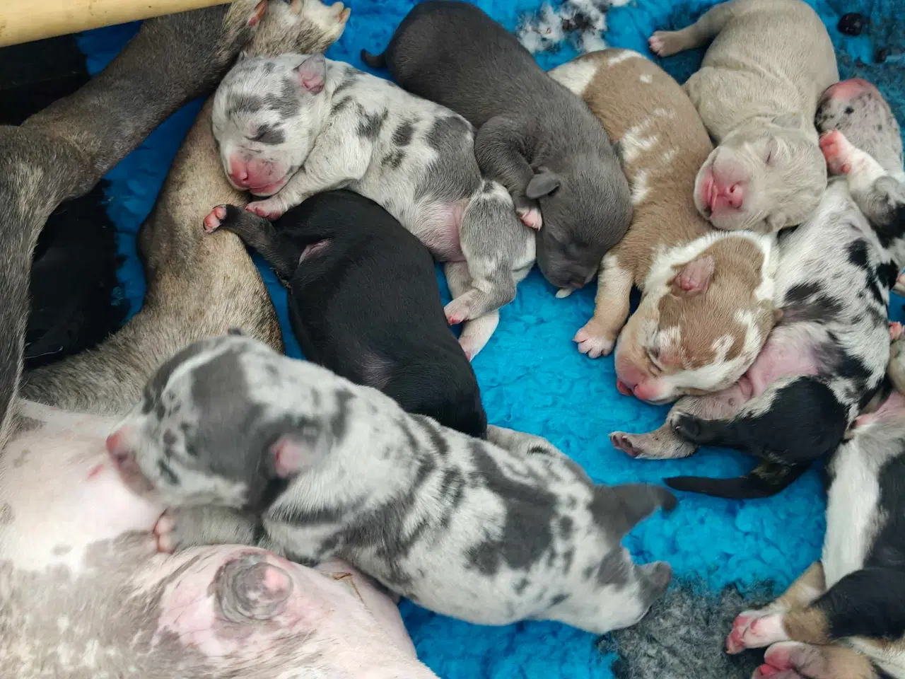 Billede 5 - American Bully 