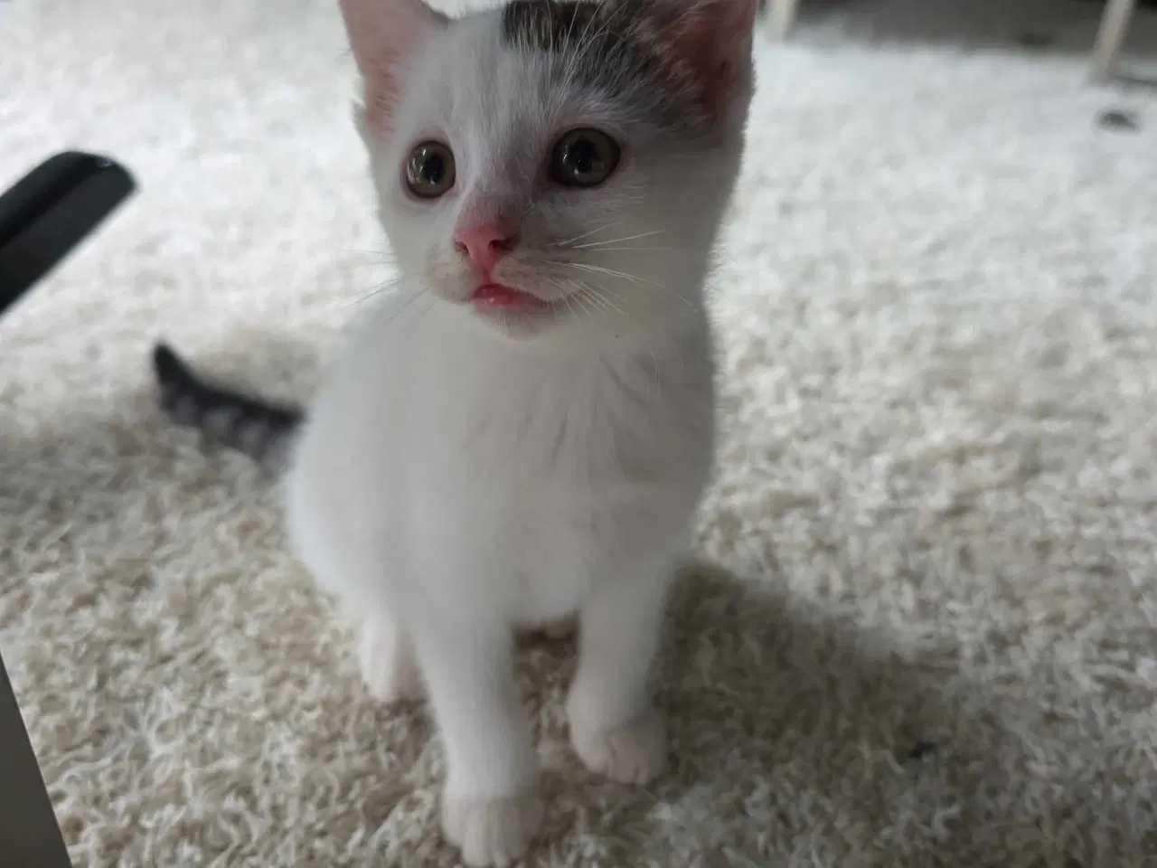 Billede 2 - Fræk og legesyg kattekilling