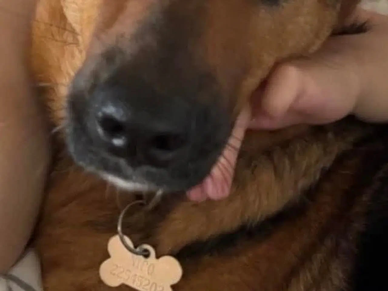 Billede 3 - Sødeste Nico-pigen leder efter ny familie 🩷