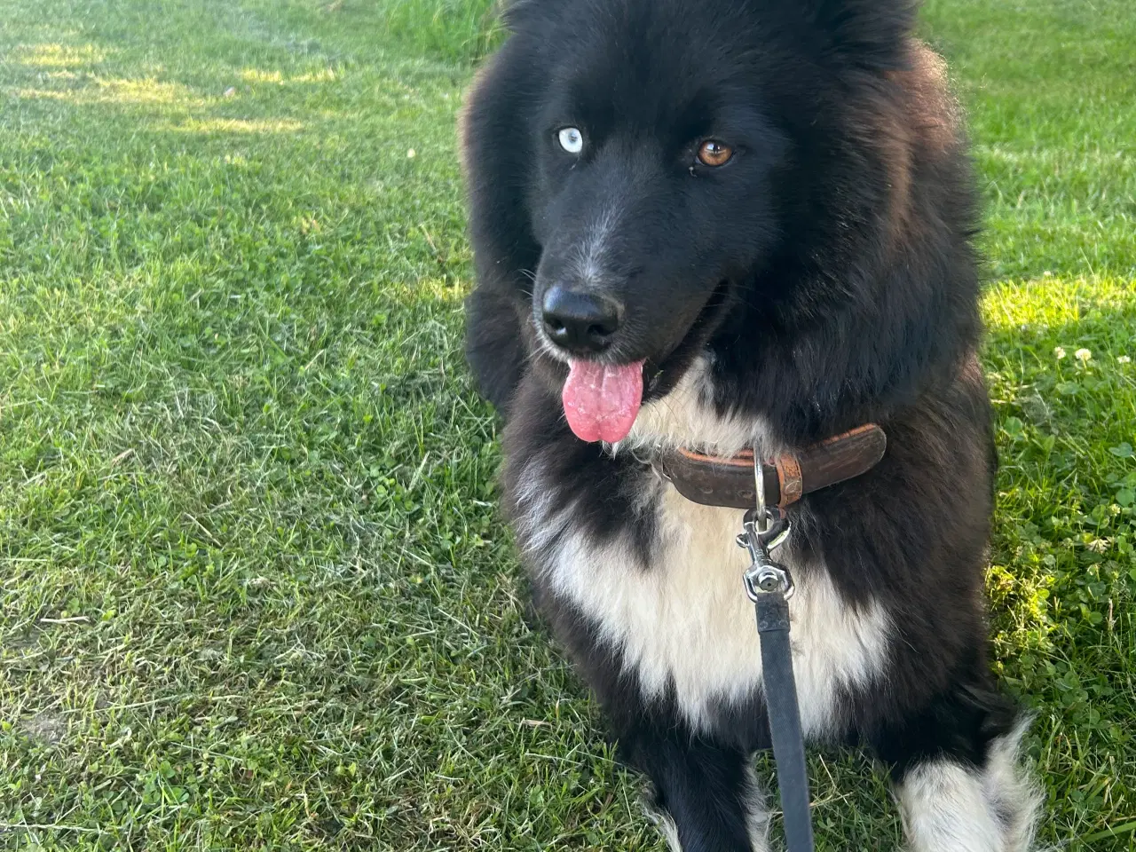 Billede 1 - Verdens bedste Samojede/boardercollie