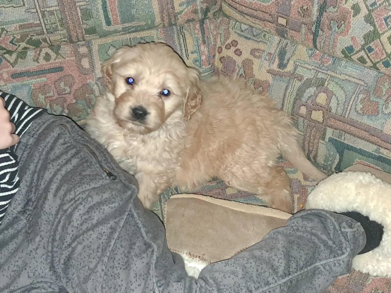 Billede 7 - De sødeste skønneste blandingshvalpe