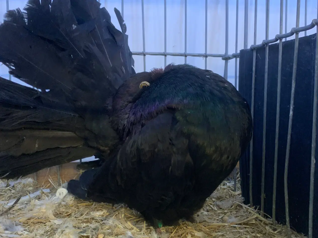 Billede 2 - Højstjert