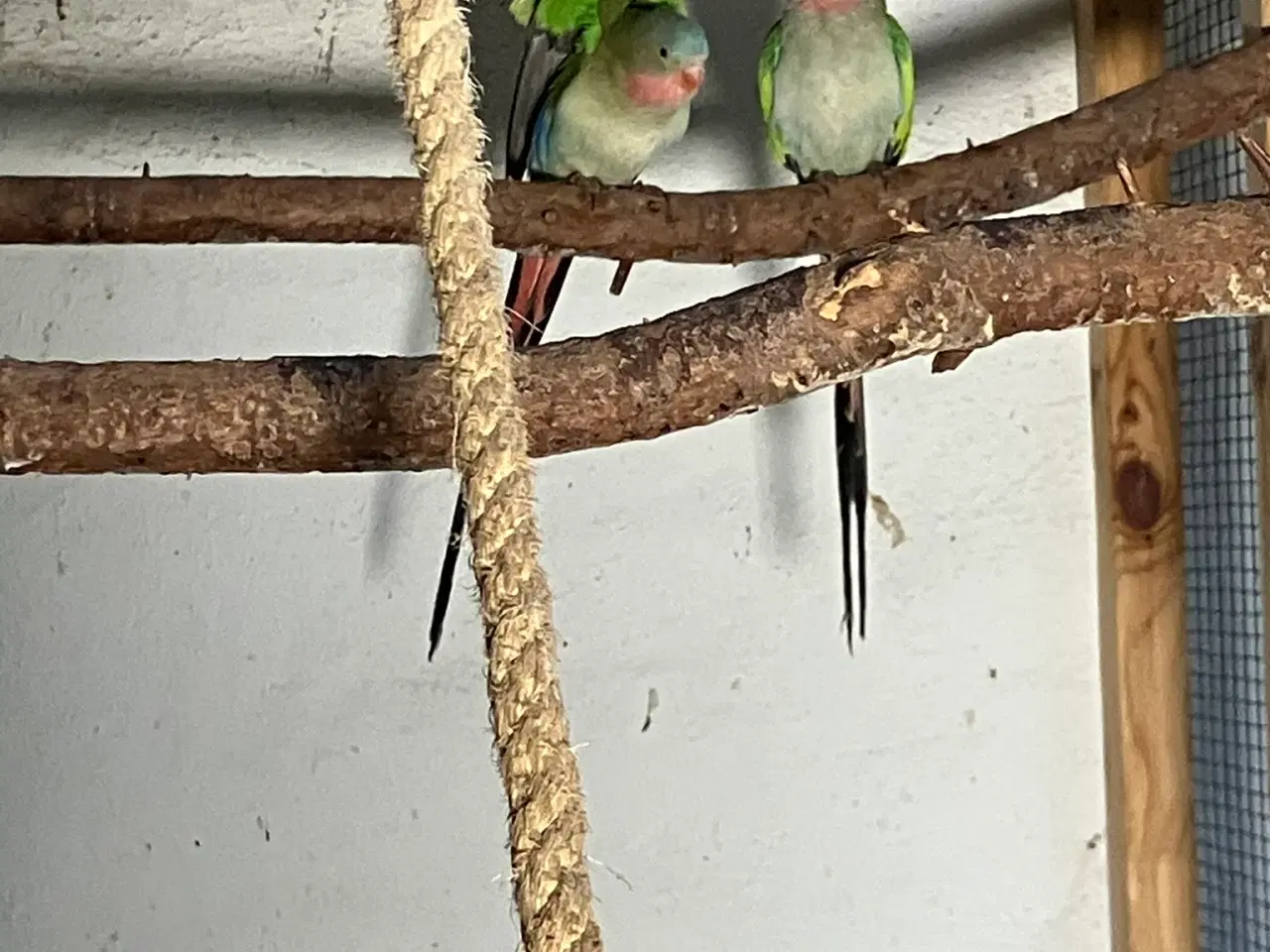 Billede 1 - 2 STK. SØDE PRINSESSEPARAKITTER I GRØN