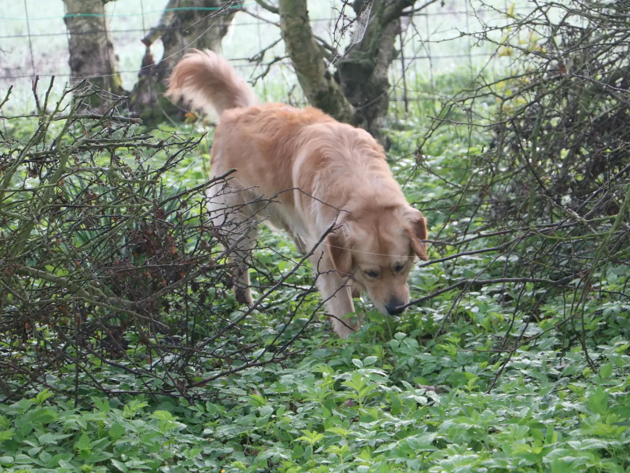 Billede 12 - Golden Retriever tilbydes til parring
