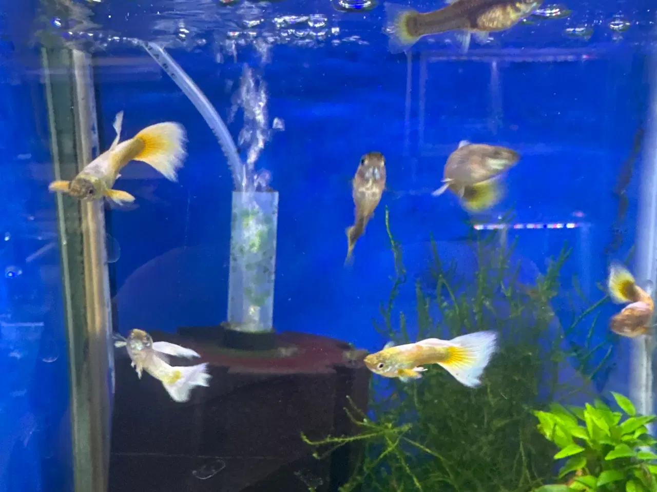 Billede 1 - Metallic yellow guppy