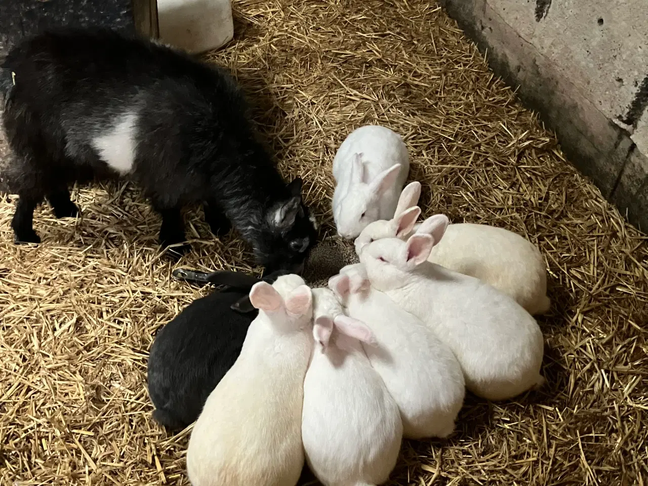 Billede 1 - Kaniner
