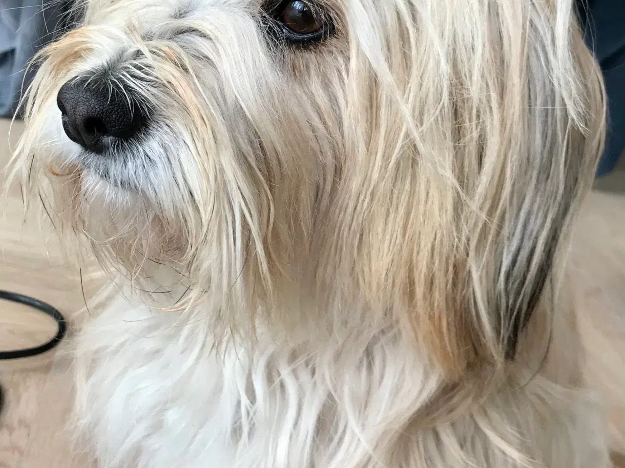 Billede 2 - Bichon havanais hvalpe 