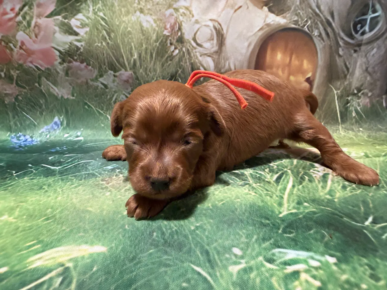 Billede 1 - 🐾maltipoo miniature 🩷februar 💙marts 🐾