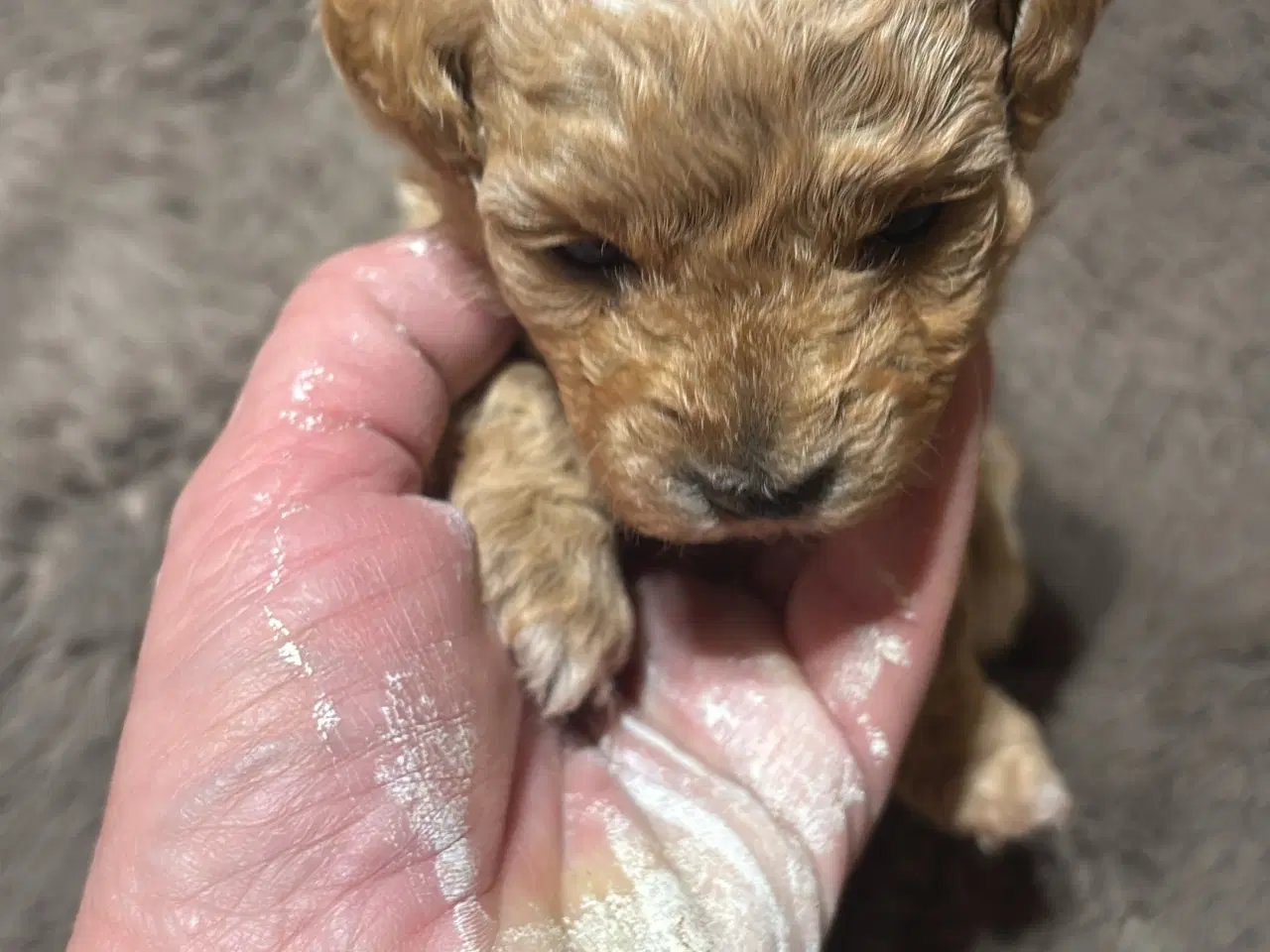 Billede 1 - Maltipoo hvalpe 