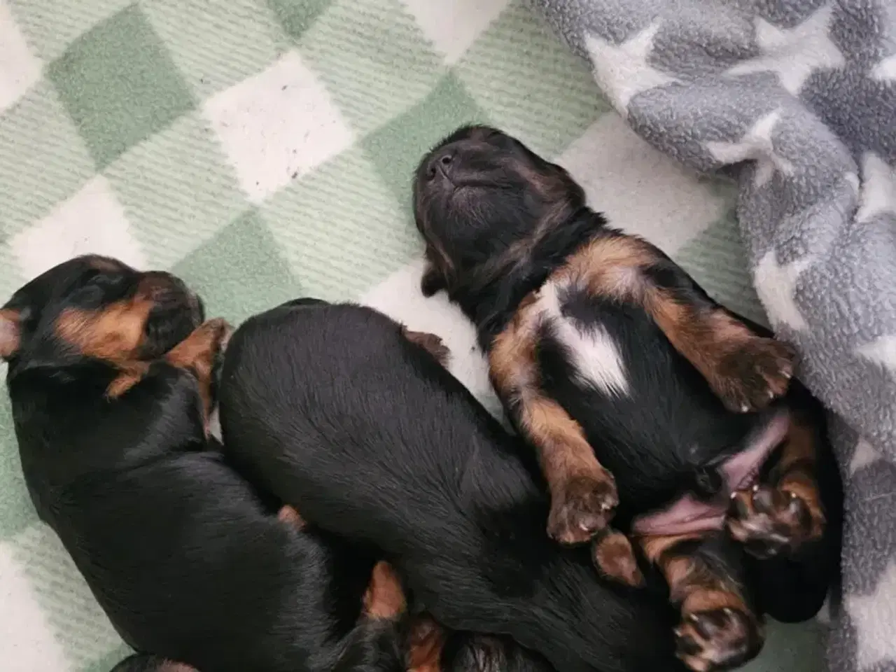 Billede 1 - 4 skønne Yorkshire Terrier hvalpe sælges 