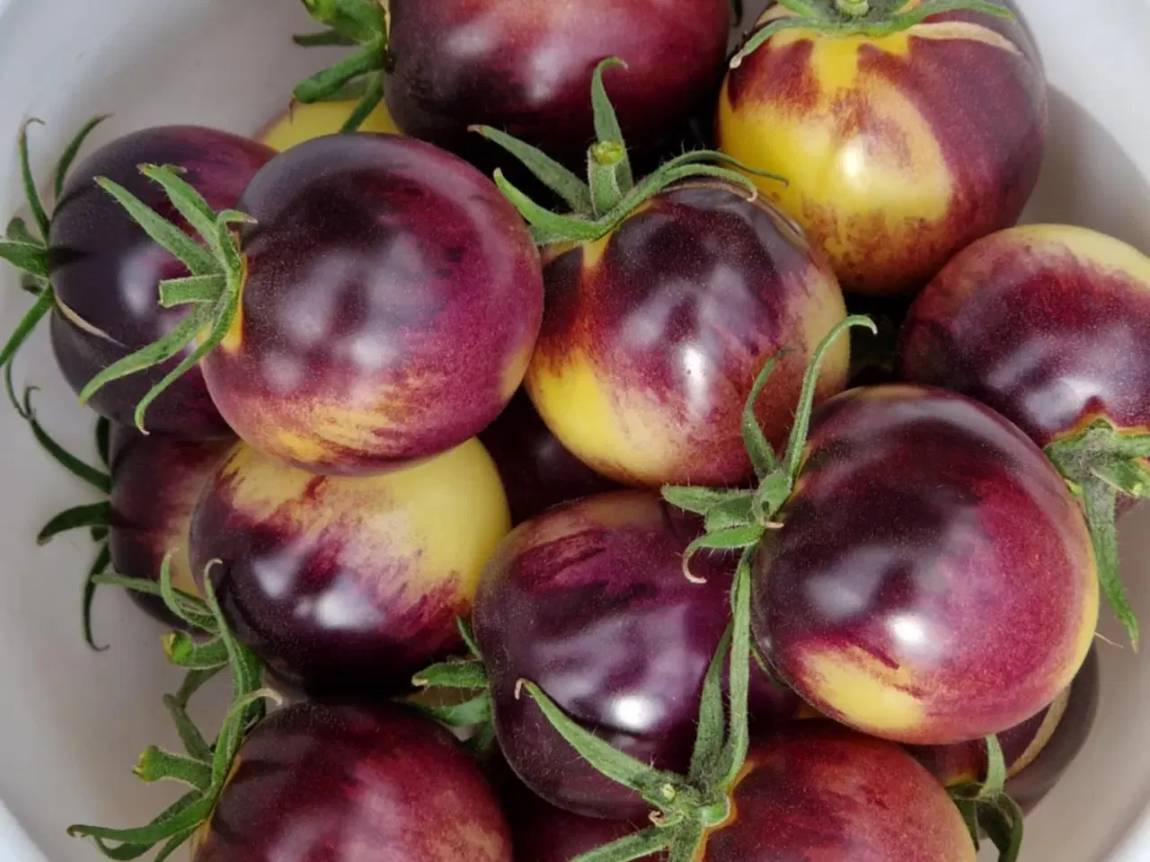 Billede 13 - 300 tomatsorter - FRØ shop!