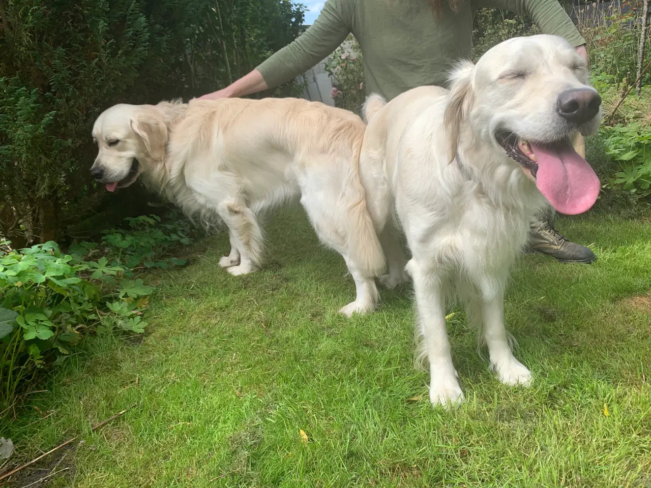 Billede 2 - Golden retriever hvalpe til salg