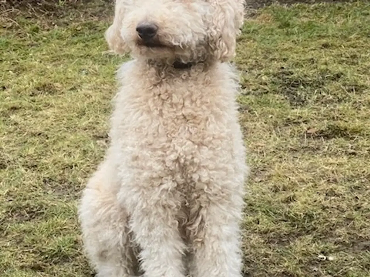 Billede 3 - F1b Labradoodle hvalpe klar til sommer