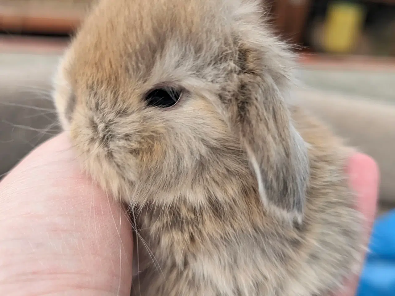 Billede 4 - Minilop kaninunge sælges 