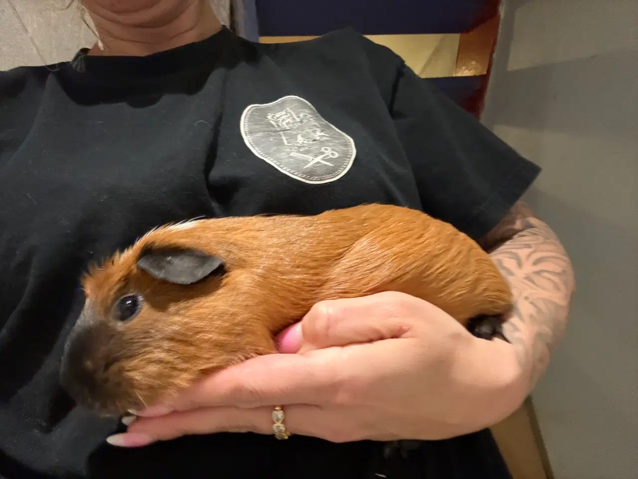 Billede 2 - Rød California 