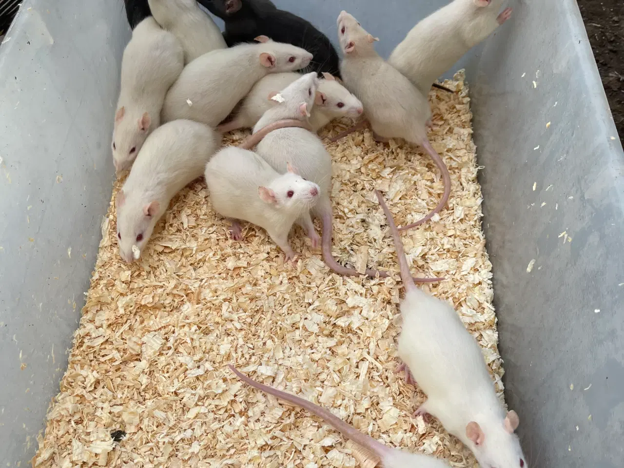 Billede 2 - rotte