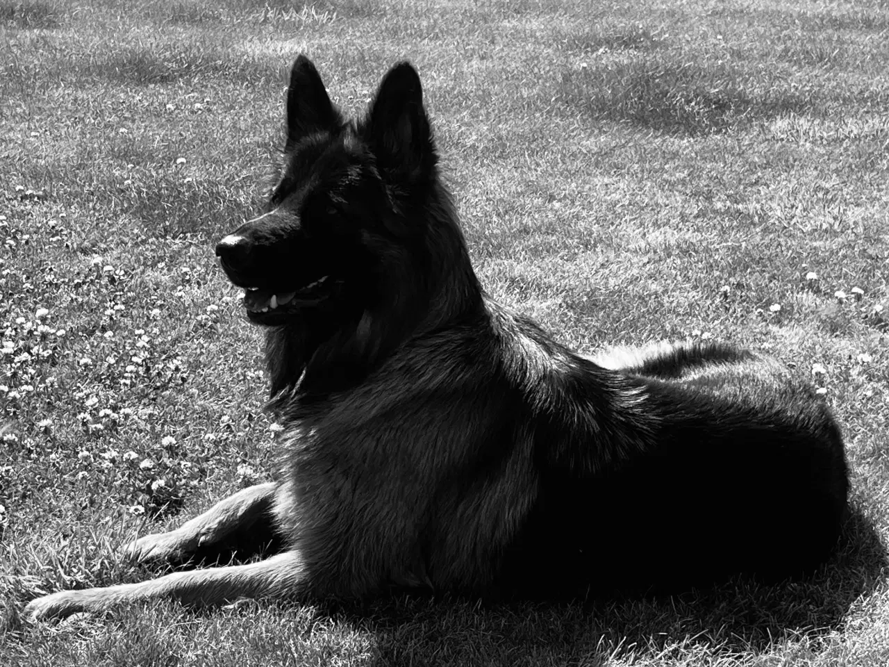 Billede 1 - Søges til parring - langhåret Schæfer han 