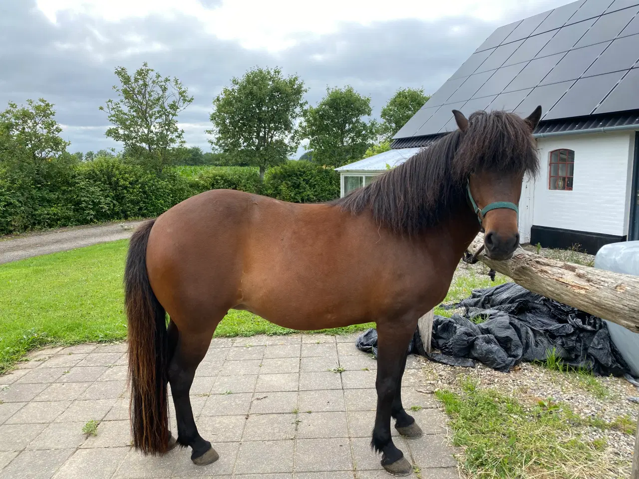 Billede 1 - Naturlig smuk Islænder hoppe