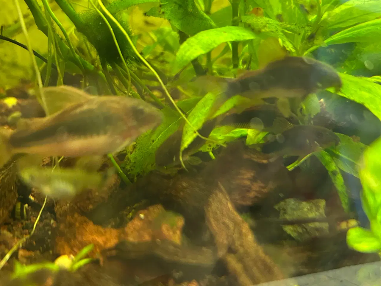 Billede 6 - 🐟 Kobber pansermaller 3-4 cm  | Afhent Viby J