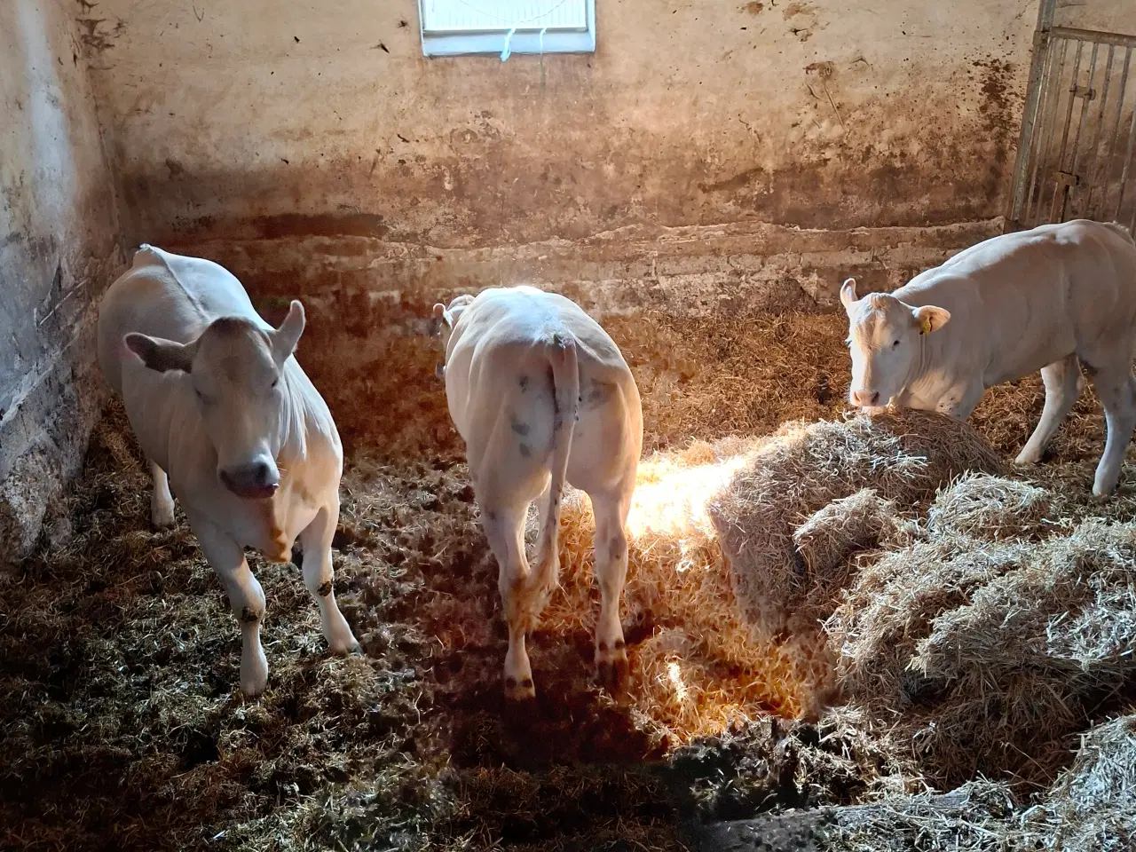 Billede 5 - 3 stk. flotte pollede blonde kvier