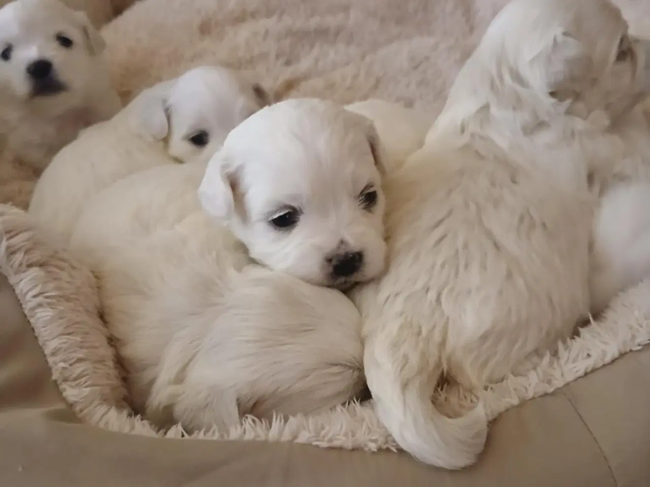 Billede 4 - Malteser hvalpe