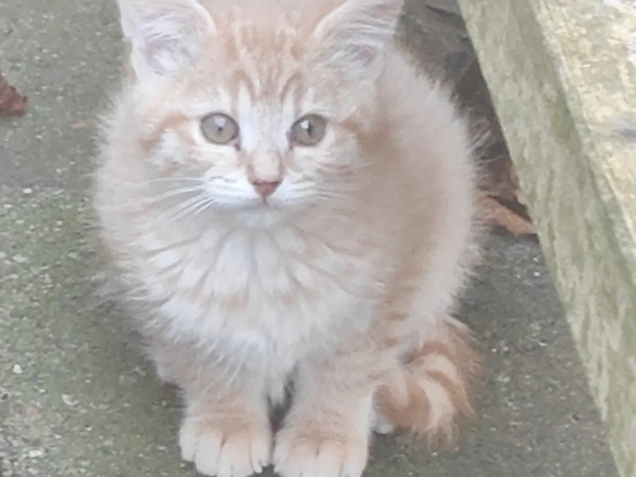 Billede 3 - Vidunderlige kattekillinger