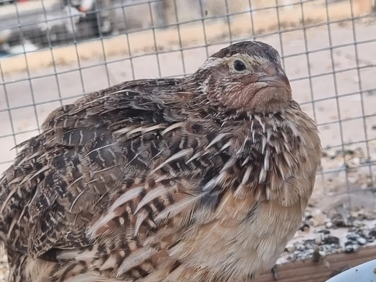 Billede 10 - Jumbo Vagtler