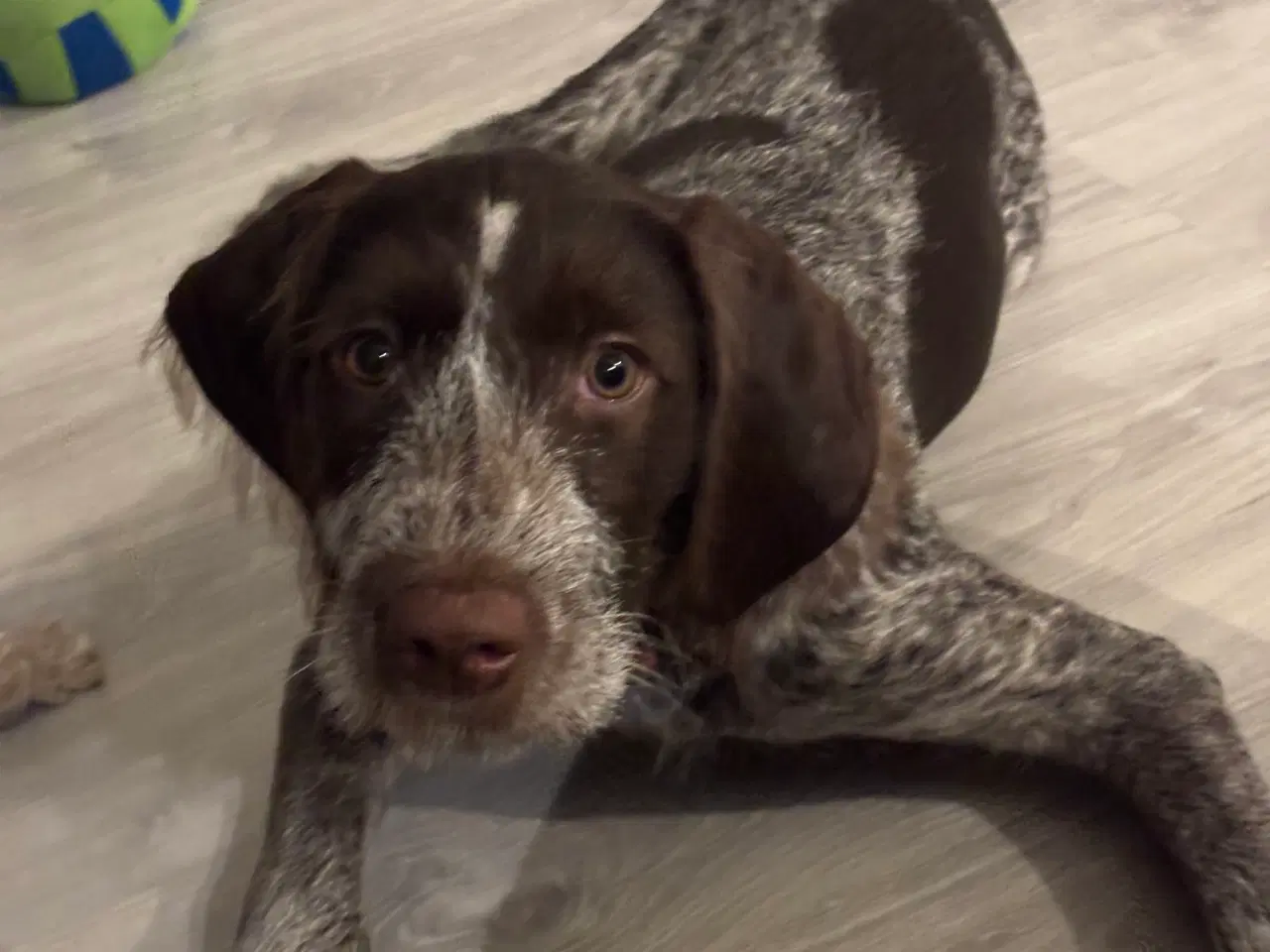 Billede 5 - Ruhåret hønsehund 
