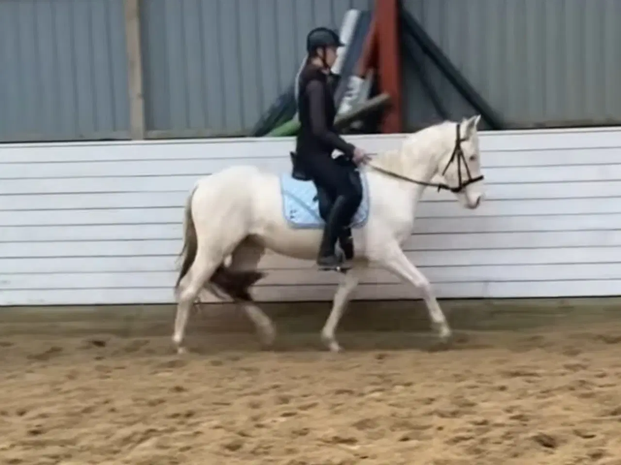 Billede 3 - Charmerende og tillidsfuld vallak søger nyt hjem.