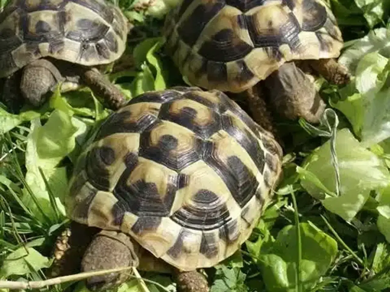 Billede 1 - søger græsk landskildpadde en hun
